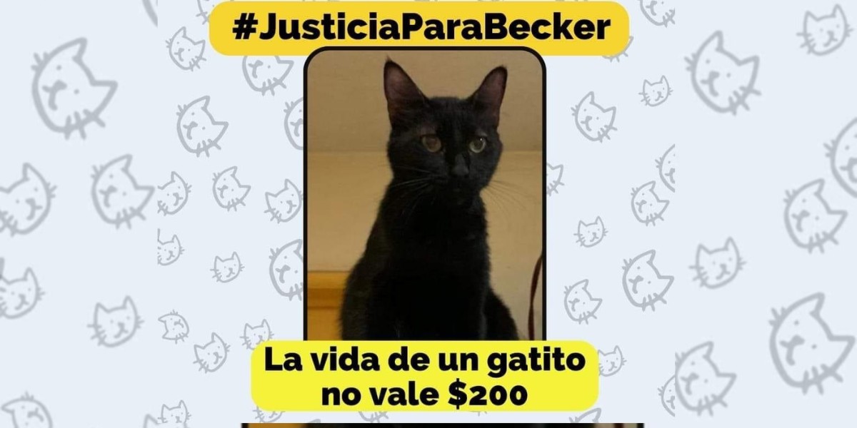 Responsable del 'gaticidio' de Becker pagará casi 30 mil pesos de multa