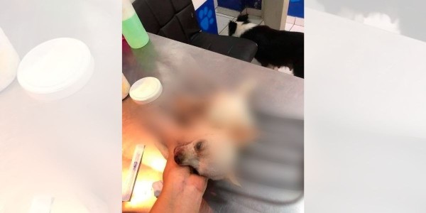 ‘Pincky’ defiende su casa ¡y lo atacan con un trinche!