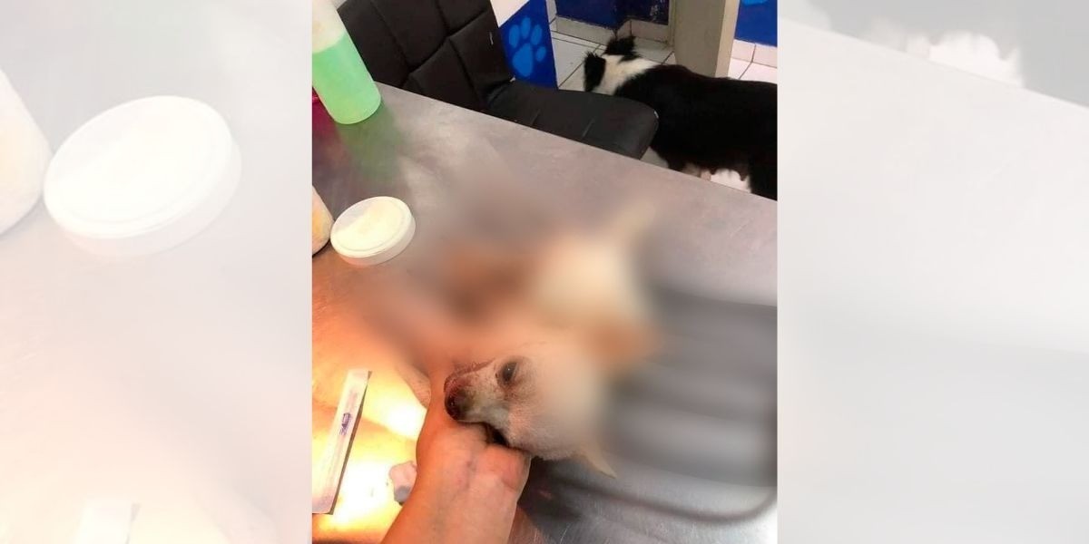 ‘Pincky’ defiende su casa ¡y lo atacan con un trinche!