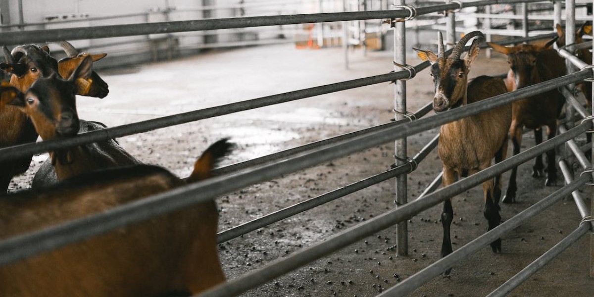 Sacrifican ejemplares del Zoológico de Chilpancingo para cena de Año Nuevo