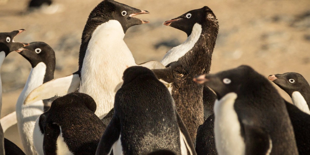Humanos crían a pingüinos Adelia en Zoológico de Guadalajara