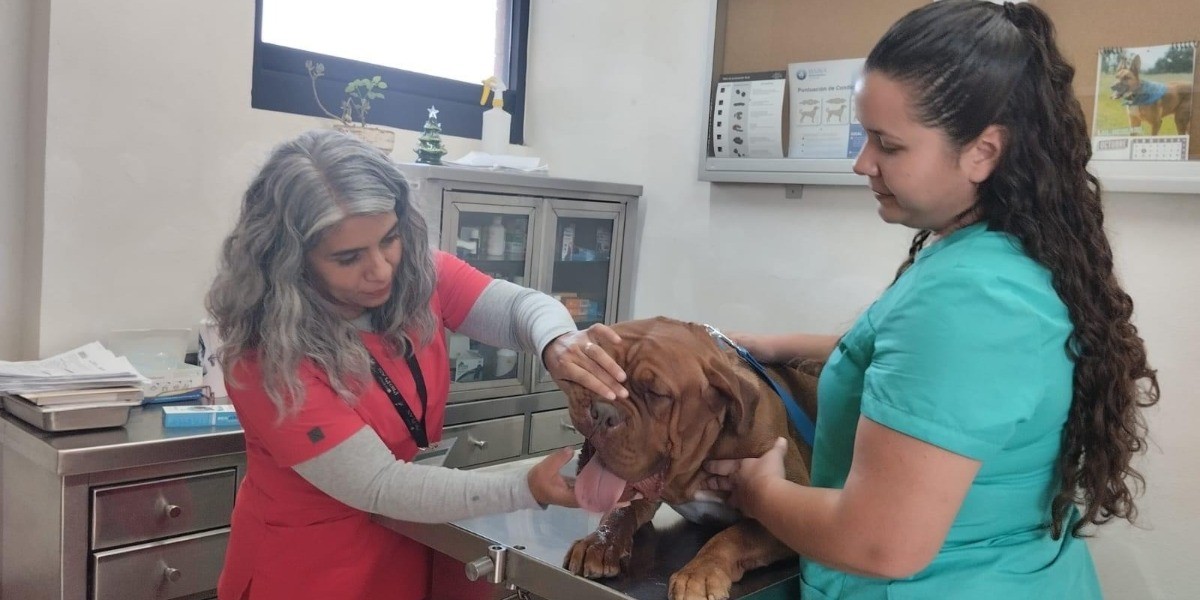 Habrá campaña masiva de esterilización en Parque del Árbol