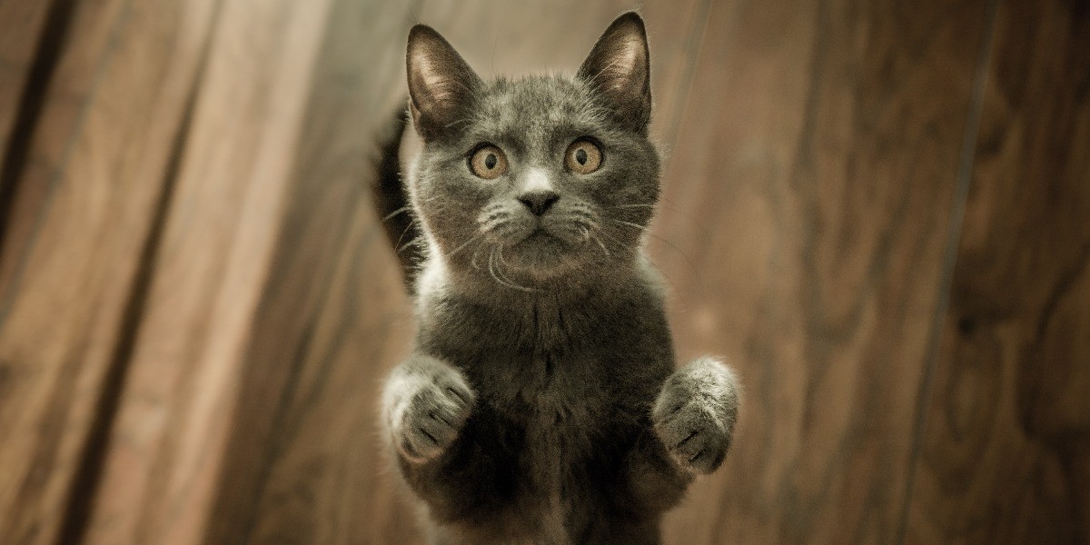¿Cuál es el origen del Día Internacional del Gato?