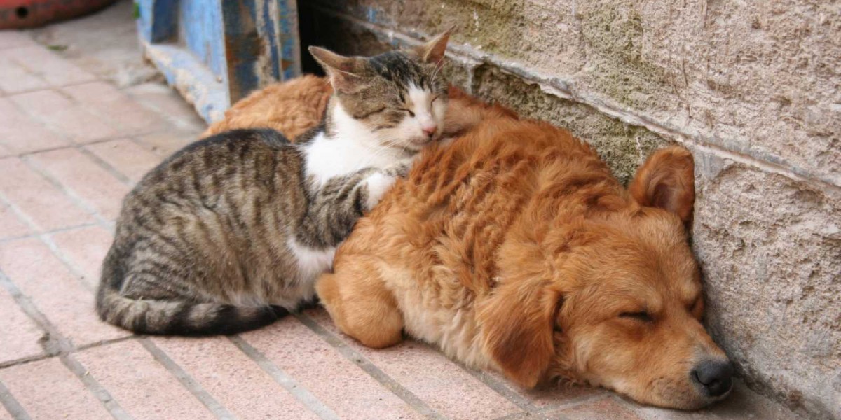 Casi 10 mil mascotas fueron sacrificadas en 2022; algunas fueron entregadas por sus dueños