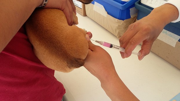 Adelantan para marzo vacunación contra la rabia en Guanajuato