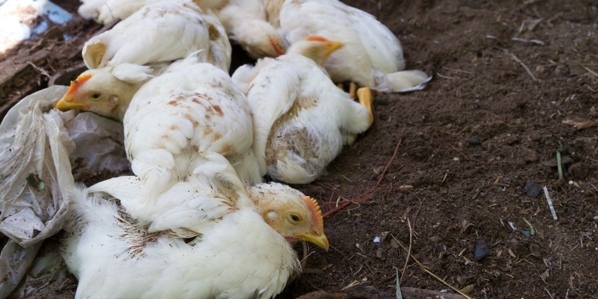 Sacrifican 10 mil pollos ante sospecha de gripe aviar en Guanajuato