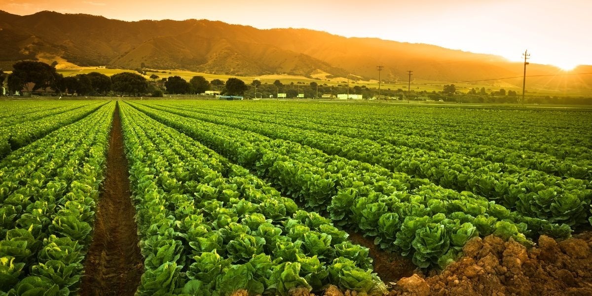 Entregarán 30 mil toneladas de fertilizante en Guanajuato