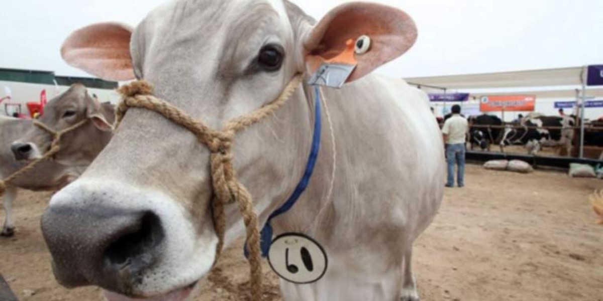 Robo de ganado no para en Guanajuato; al año 2 mil cabezas son comercializadas ilegalmente
