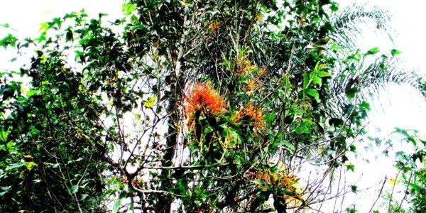 Muérdago invade árboles de León; Medio Ambiente ya atiende la problemática