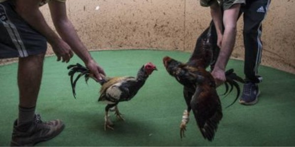 Palenques clandestinos han sido perseguidos desde hace 2 años en León