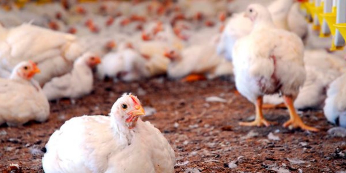 Sacrifican 80 mil aves en Guanajuato ante la alerta por gripe aviar