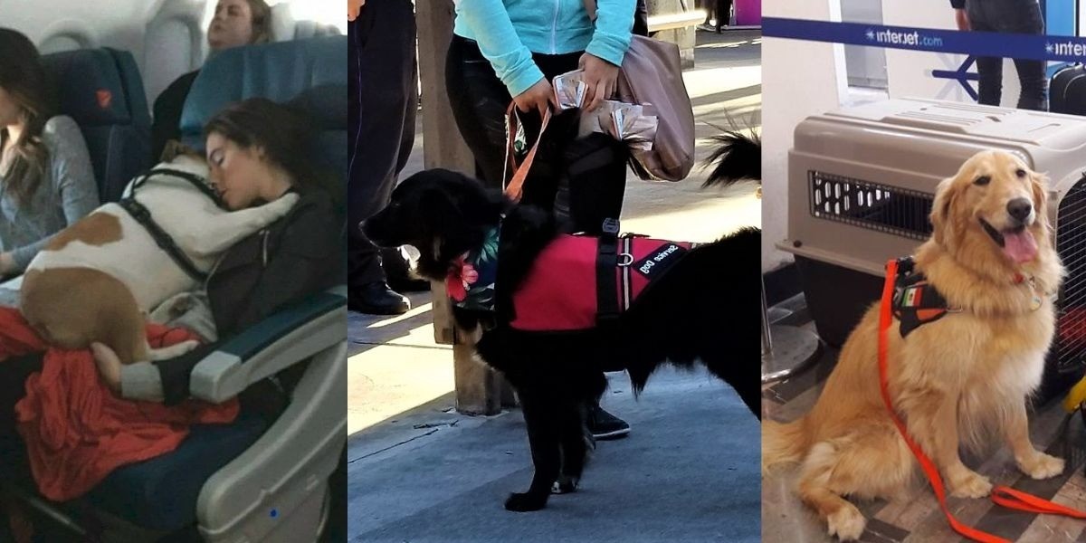 ¡Ya podrás viajar con tu mascota en avión!, Profeco te dice cómo