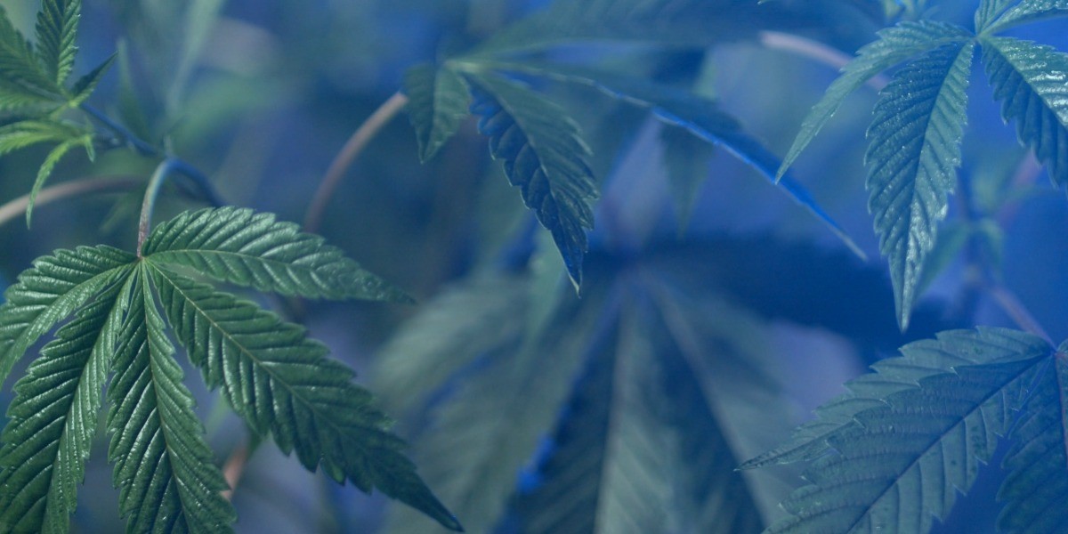 Cofepris otorga primer permiso para negocio de cannabis 