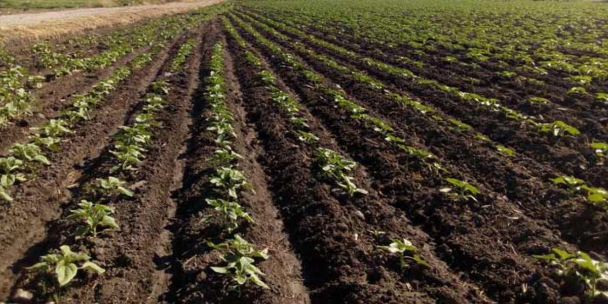 Mantendrán apoyos a familias jornaleras de León para que logren sus cosechas