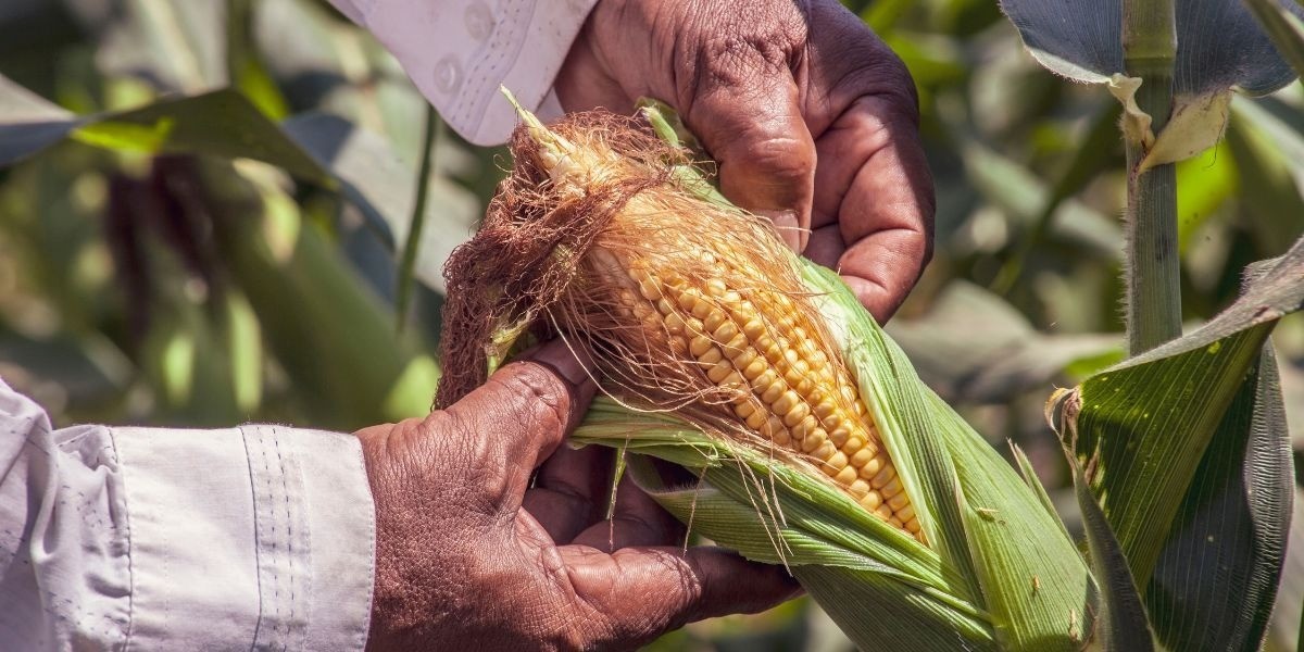 Maíz de Guanajuato es ‘traje a la medida’ para cada región