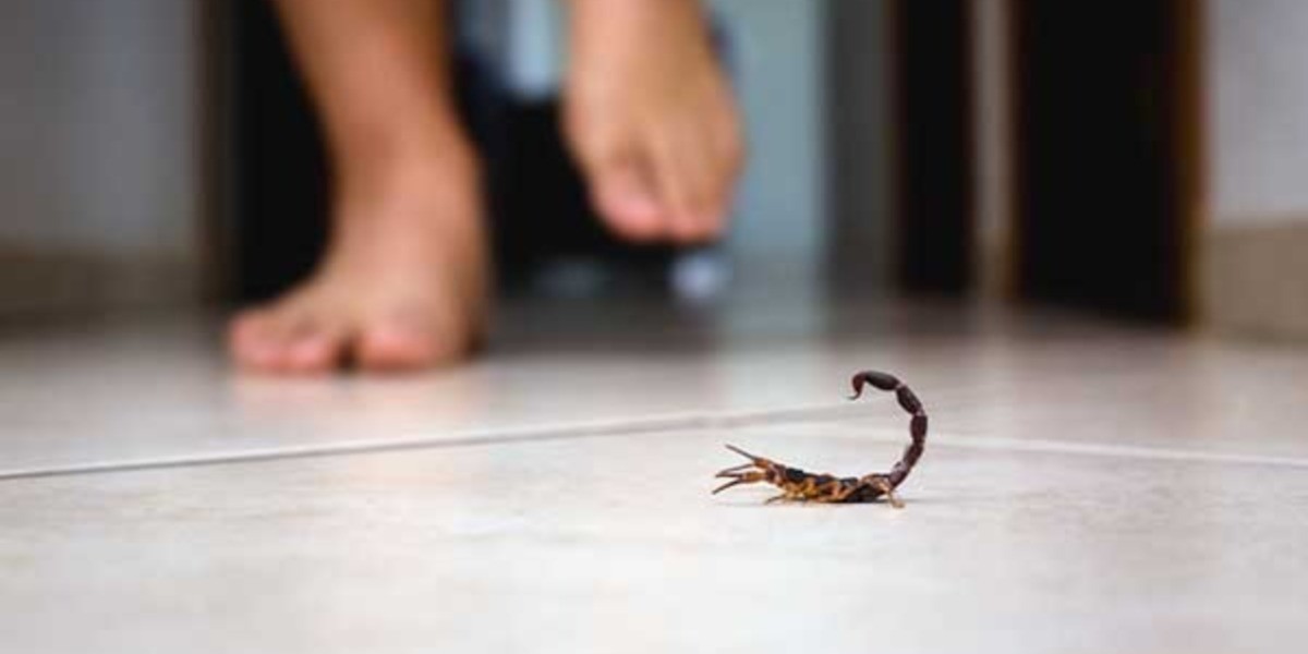 Comienzan a crecer picaduras de alacrán en Guanajuato