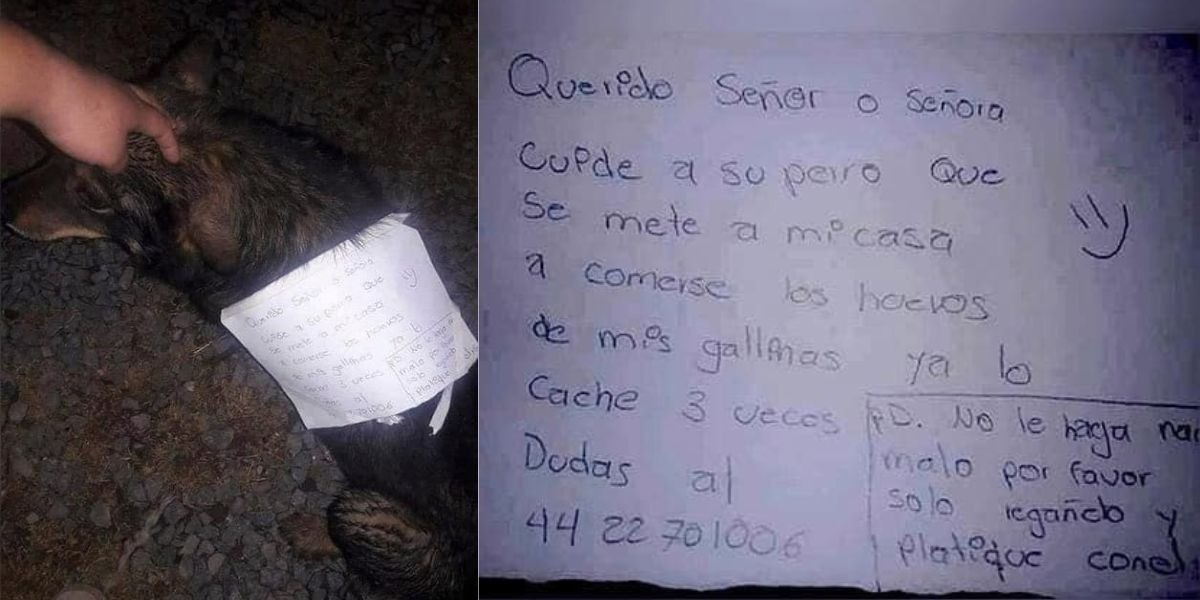 Descubren a perrito ladrón y lo acusan con sus amos