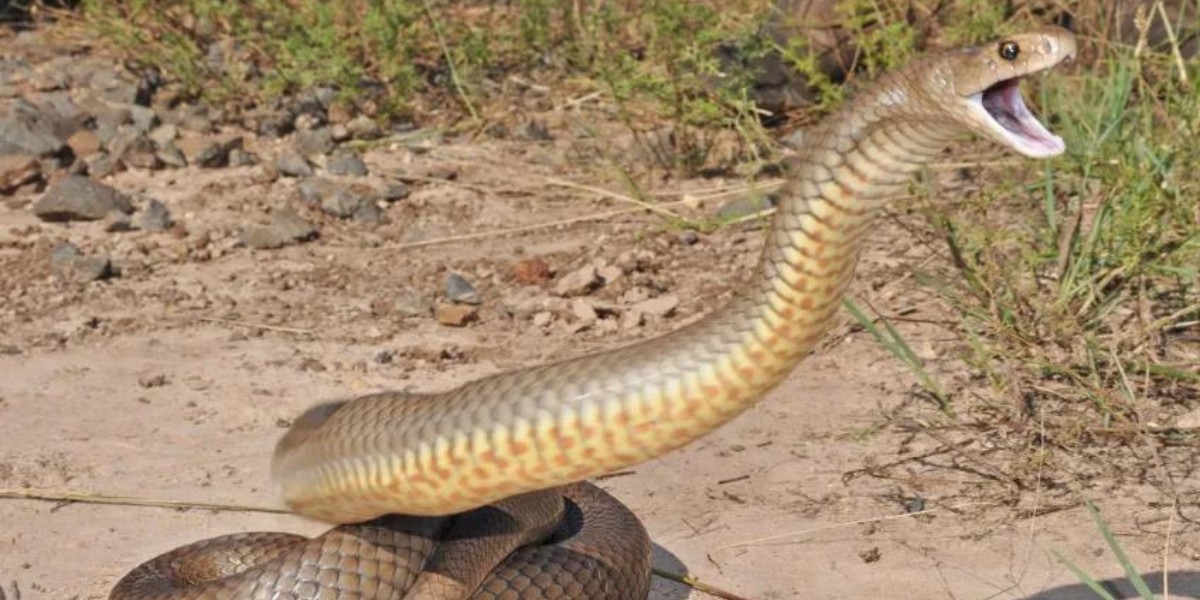 Niño de dos años persigue a una serpiente y se encuentra con una sorpresa