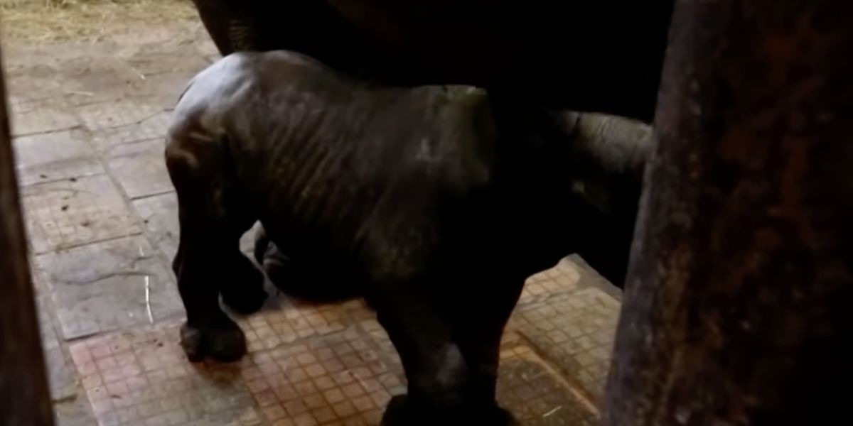 ¡Buenas noticias! Nace rinoceronte negro en peligro de extinción