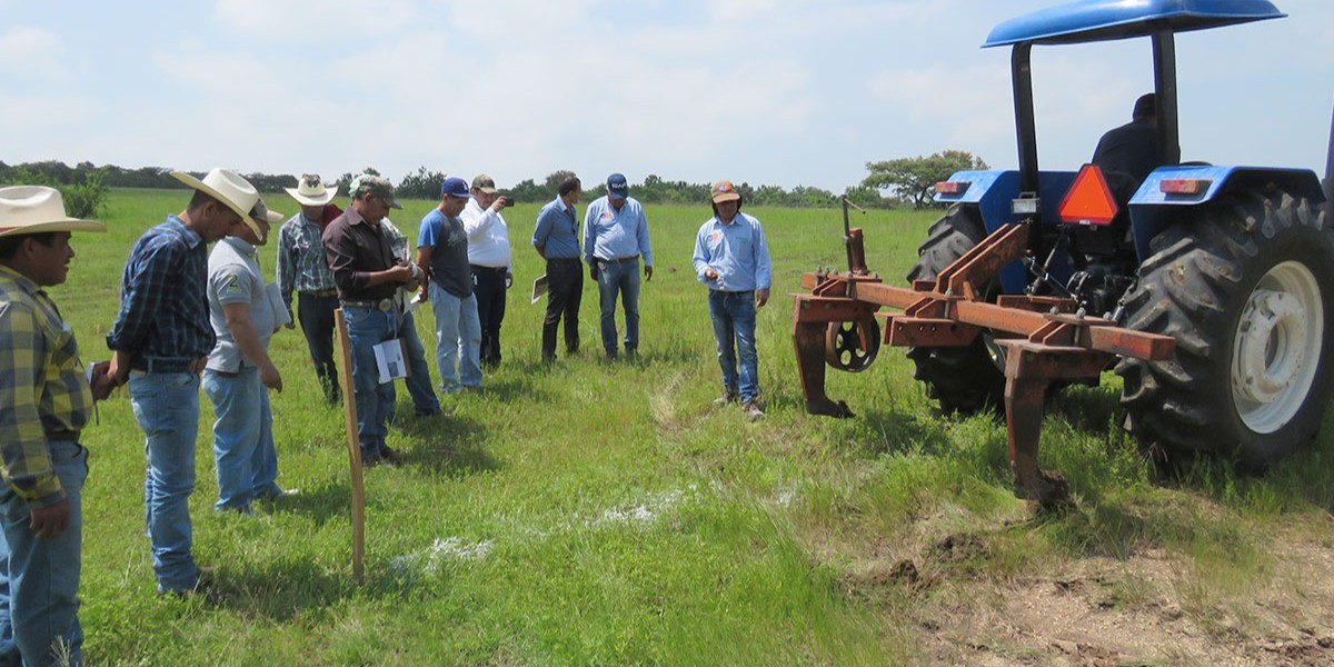 Utilizan drones contra plagas en campo de Guanajuato