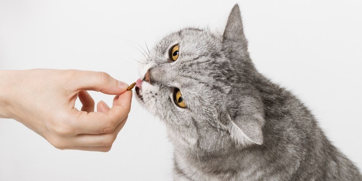 Aumenta costo de alimento para mascotas