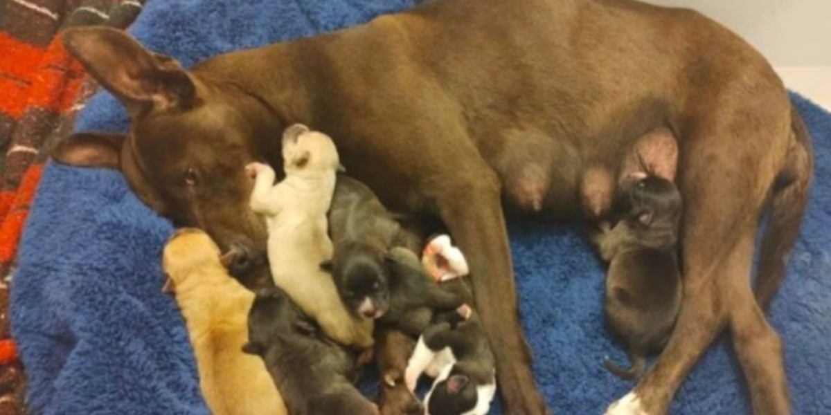 Secundaria adopta perrita y le arma un ‘perroshower’