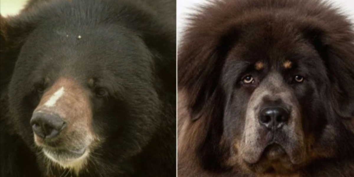 Adopta familia a 'perro' ¡y resulta ser un oso!