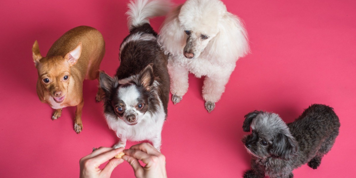 ¿Cuáles son los nombres más comunes de perros?