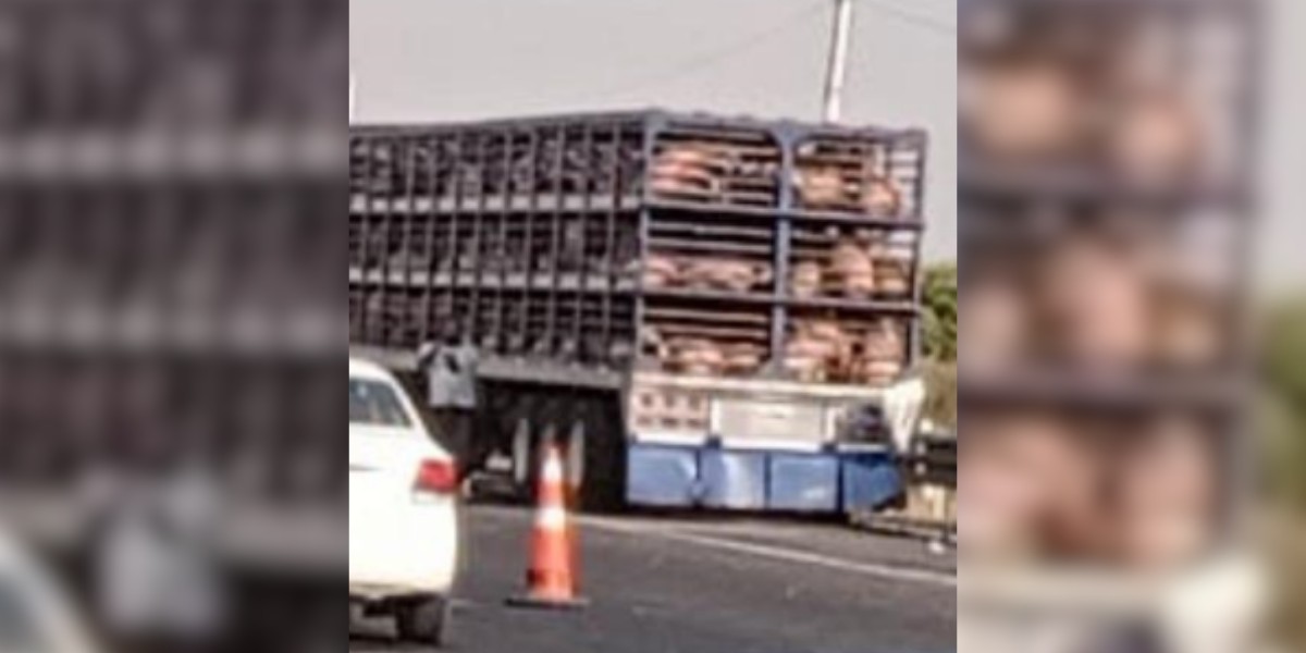 Tráiler cargado con cerdos impacta contra patrulla en la León - Aguascalientes