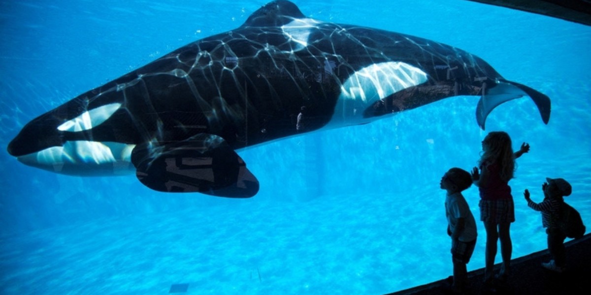 La orca Lolita será liberada tras estar 50 años en cautiverio