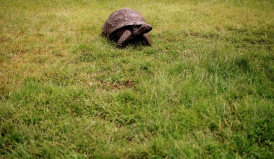 El animal más antiguo del mundo tiene 190 años