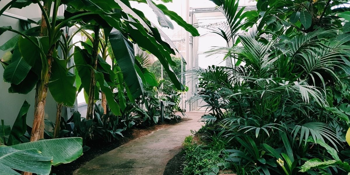 'Gritan' plantas ¡cuando les falta agua!