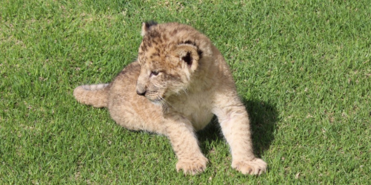 En dos meses hubo 33 nacimientos de diferentes especies en el Zoológico de León