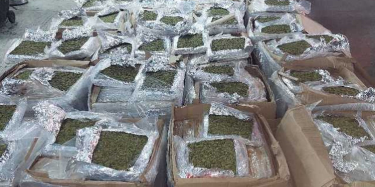 Decomisan casi 1 tonelada de marihuana proveniente de León
