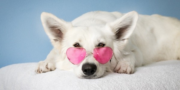 Así puedes cuidar a tu mascota durante la temporada del calor