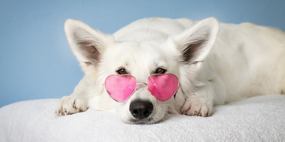 Así puedes cuidar a tu mascota durante la temporada del calor