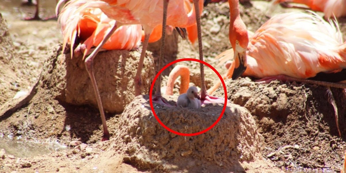 Nace el primer polluelo de flamenco en el Zoológico de León