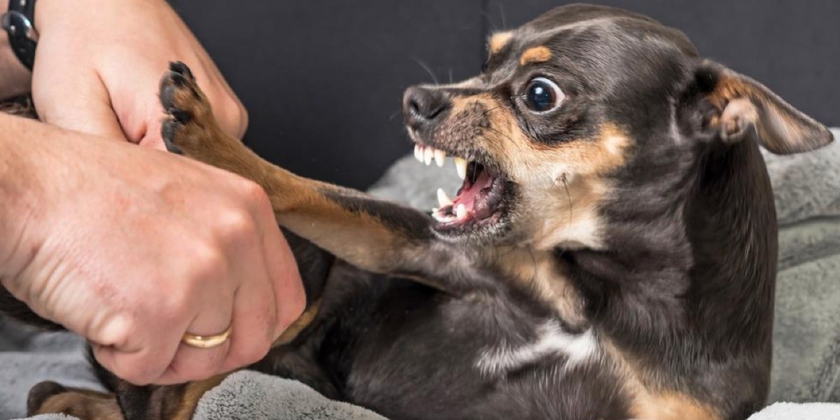 Aumentan hospitalizaciones por mordeduras de perro en Guanajuato