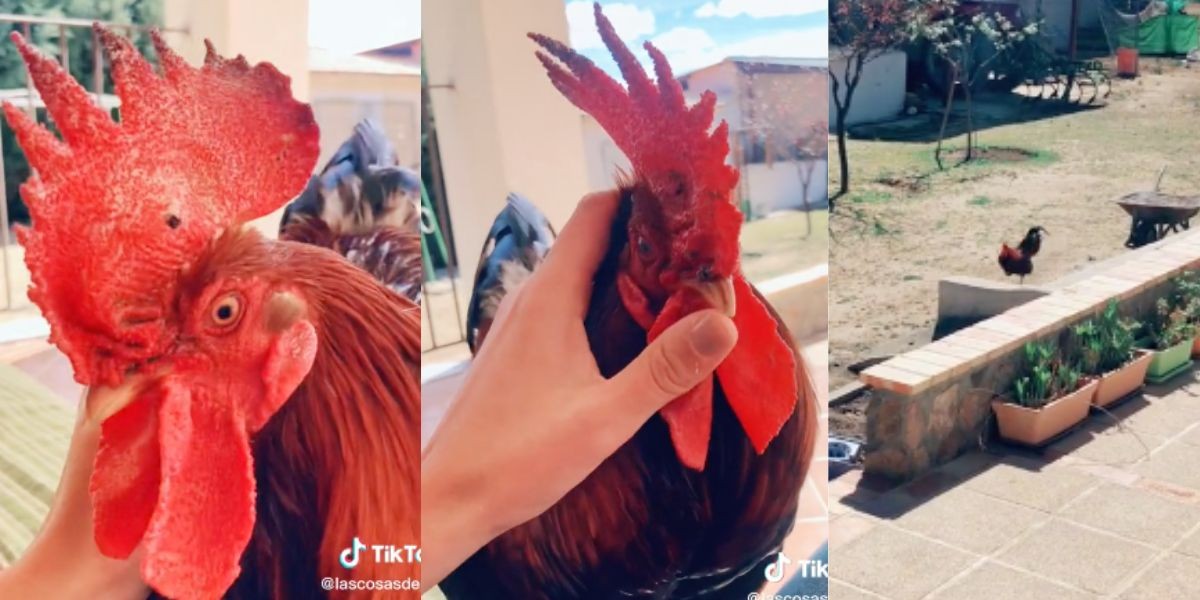 Gallo Pali, otra mascota consentida de TikTok