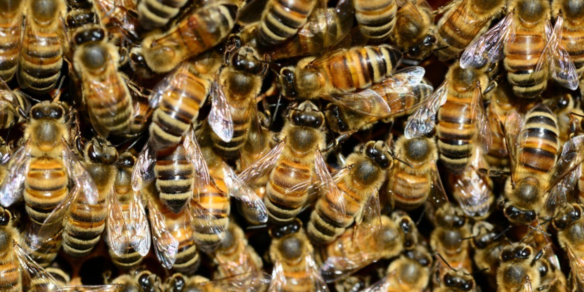 ¡Los insectos podrían desaparecer en las próximas décadas!