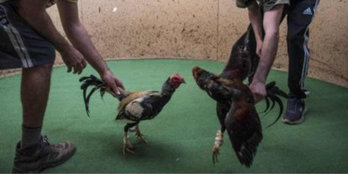 Vigilan zonas rurales de León para evitar eventos clandestinos con animales