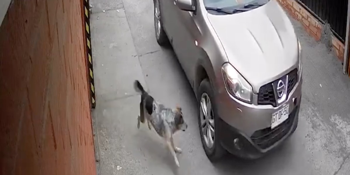 (VIDEO) Perro callejero salva a chica de ser raptada