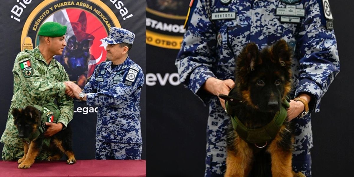 Aterriza en México el cachorro que donó Turquía en honor a Proteo