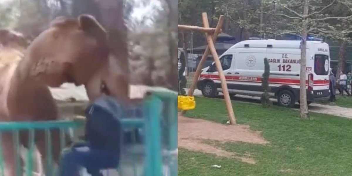 Niño ignora medidas de seguridad ¡y casi se lo ‘come’ camello!