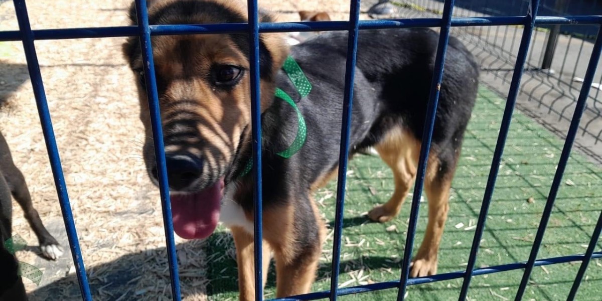 Maltratadores de animales sancionados en León no han pagado las multas a Tesorería