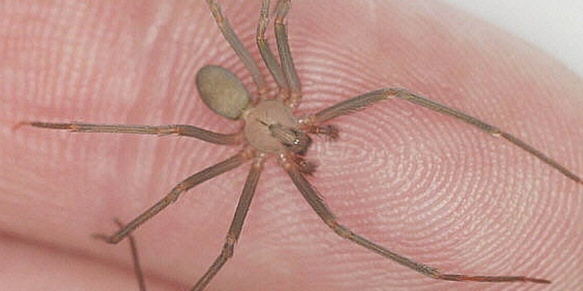 Guanajuato registra en promedio tres picaduras de araña violinista al año