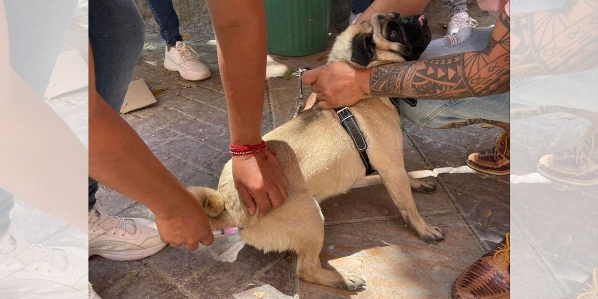 Aplica SSG más de 185 mil dosis antirrábicas para perros y gatos de León
