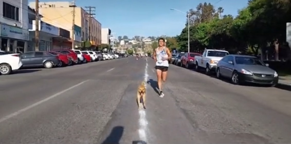 ¡Súper atleta! 'Chicles', el lomito que corrió maratón y subió al podio en México