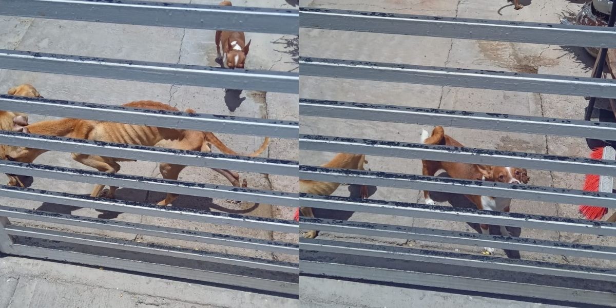 Denuncian maltrato animal en León, exhiben perros esqueléticos 