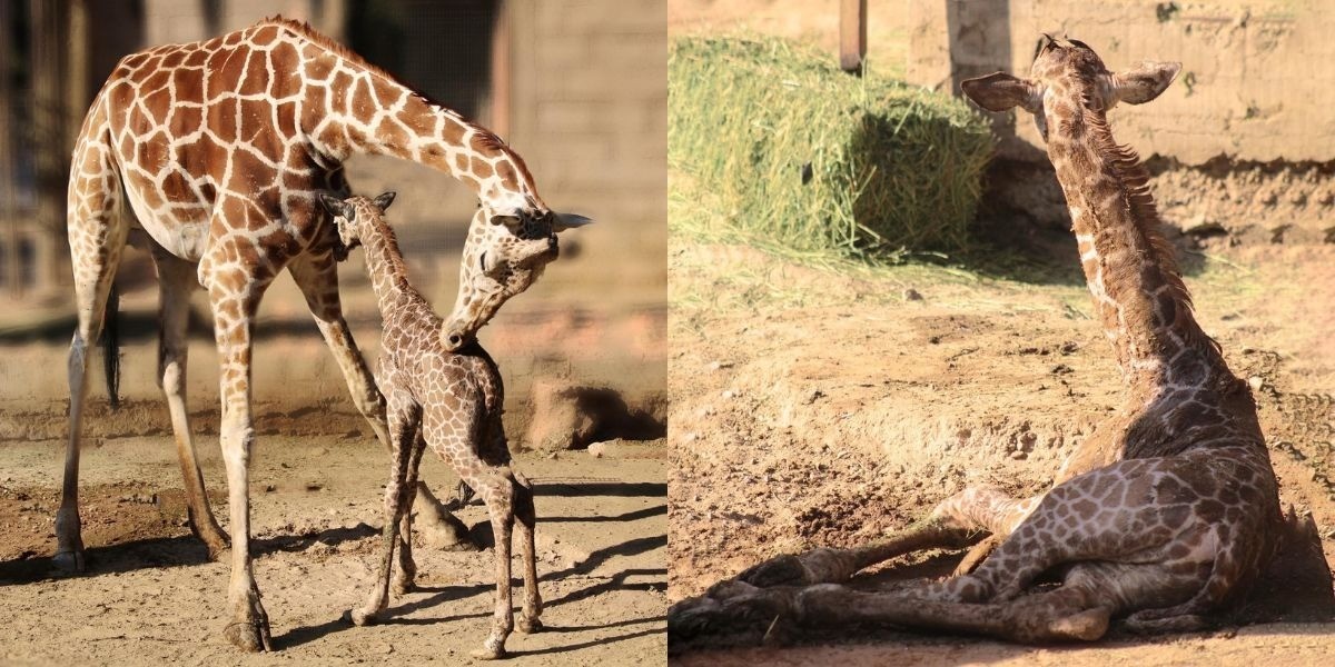 ¡Nace jirafa en el Zoológico de León!